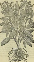 Picture 365 of 711 from Petri Andreae Matthioli Senensis serenissimi Principis Ferdinandi Archiducis Austriae & c., Medici, Commentarii secundo aucti : in libros sex Pedacii Dioscoridis Anazarbei de medica materia. Adiectis quàm plurimis plantarum, & animalium imaginibus quae in priore editione non habentur, eodem authore : his accessit eiusdem apologia adversus Amathum Lusitanum cum censura in eiusdem enarrationes (1558), leaf 481