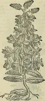 An illustration from Petri Andreae Matthioli Senensis serenissimi Principis Ferdinandi Archiducis Austriae & c., Medici, Commentarii secundo aucti : in libros sex Pedacii Dioscoridis Anazarbei de medica materia. Adiectis quàm plurimis plantarum, & animalium imaginibus quae in priore editione non habentur, eodem authore : his accessit eiusdem apologia adversus Amathum Lusitanum cum censura in eiusdem enarrationes (1558)