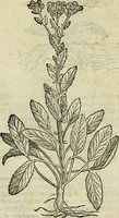 An illustration from Petri Andreae Matthioli Senensis serenissimi Principis Ferdinandi Archiducis Austriae & c., Medici, Commentarii secundo aucti : in libros sex Pedacii Dioscoridis Anazarbei de medica materia. Adiectis quàm plurimis plantarum, & animalium imaginibus quae in priore editione non habentur, eodem authore : his accessit eiusdem apologia adversus Amathum Lusitanum cum censura in eiusdem enarrationes (1558)