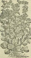 Picture 371 of 711 from Petri Andreae Matthioli Senensis serenissimi Principis Ferdinandi Archiducis Austriae & c., Medici, Commentarii secundo aucti : in libros sex Pedacii Dioscoridis Anazarbei de medica materia. Adiectis quàm plurimis plantarum, & animalium imaginibus quae in priore editione non habentur, eodem authore : his accessit eiusdem apologia adversus Amathum Lusitanum cum censura in eiusdem enarrationes (1558), leaf 484