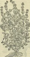 Picture 372 of 711 from Petri Andreae Matthioli Senensis serenissimi Principis Ferdinandi Archiducis Austriae & c., Medici, Commentarii secundo aucti : in libros sex Pedacii Dioscoridis Anazarbei de medica materia. Adiectis quàm plurimis plantarum, & animalium imaginibus quae in priore editione non habentur, eodem authore : his accessit eiusdem apologia adversus Amathum Lusitanum cum censura in eiusdem enarrationes (1558), leaf 484