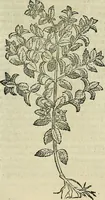 An illustration from Petri Andreae Matthioli Senensis serenissimi Principis Ferdinandi Archiducis Austriae & c., Medici, Commentarii secundo aucti : in libros sex Pedacii Dioscoridis Anazarbei de medica materia. Adiectis quàm plurimis plantarum, & animalium imaginibus quae in priore editione non habentur, eodem authore : his accessit eiusdem apologia adversus Amathum Lusitanum cum censura in eiusdem enarrationes (1558)