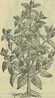 Picture 374 of 711 from Petri Andreae Matthioli Senensis serenissimi Principis Ferdinandi Archiducis Austriae & c., Medici, Commentarii secundo aucti : in libros sex Pedacii Dioscoridis Anazarbei de medica materia. Adiectis quàm plurimis plantarum, & animalium imaginibus quae in priore editione non habentur, eodem authore : his accessit eiusdem apologia adversus Amathum Lusitanum cum censura in eiusdem enarrationes (1558), leaf 485