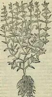 An illustration from Petri Andreae Matthioli Senensis serenissimi Principis Ferdinandi Archiducis Austriae & c., Medici, Commentarii secundo aucti : in libros sex Pedacii Dioscoridis Anazarbei de medica materia. Adiectis quàm plurimis plantarum, & animalium imaginibus quae in priore editione non habentur, eodem authore : his accessit eiusdem apologia adversus Amathum Lusitanum cum censura in eiusdem enarrationes (1558)