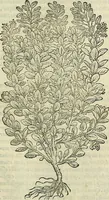 An illustration from Petri Andreae Matthioli Senensis serenissimi Principis Ferdinandi Archiducis Austriae & c., Medici, Commentarii secundo aucti : in libros sex Pedacii Dioscoridis Anazarbei de medica materia. Adiectis quàm plurimis plantarum, & animalium imaginibus quae in priore editione non habentur, eodem authore : his accessit eiusdem apologia adversus Amathum Lusitanum cum censura in eiusdem enarrationes (1558)