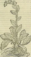 Picture 379 of 711 from Petri Andreae Matthioli Senensis serenissimi Principis Ferdinandi Archiducis Austriae & c., Medici, Commentarii secundo aucti : in libros sex Pedacii Dioscoridis Anazarbei de medica materia. Adiectis quàm plurimis plantarum, & animalium imaginibus quae in priore editione non habentur, eodem authore : his accessit eiusdem apologia adversus Amathum Lusitanum cum censura in eiusdem enarrationes (1558), leaf 490