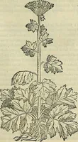 Picture 381 of 711 from Petri Andreae Matthioli Senensis serenissimi Principis Ferdinandi Archiducis Austriae & c., Medici, Commentarii secundo aucti : in libros sex Pedacii Dioscoridis Anazarbei de medica materia. Adiectis quàm plurimis plantarum, & animalium imaginibus quae in priore editione non habentur, eodem authore : his accessit eiusdem apologia adversus Amathum Lusitanum cum censura in eiusdem enarrationes (1558), leaf 494