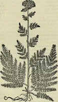 An illustration from Petri Andreae Matthioli Senensis serenissimi Principis Ferdinandi Archiducis Austriae & c., Medici, Commentarii secundo aucti : in libros sex Pedacii Dioscoridis Anazarbei de medica materia. Adiectis quàm plurimis plantarum, & animalium imaginibus quae in priore editione non habentur, eodem authore : his accessit eiusdem apologia adversus Amathum Lusitanum cum censura in eiusdem enarrationes (1558)