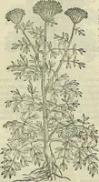 Picture 383 of 711 from Petri Andreae Matthioli Senensis serenissimi Principis Ferdinandi Archiducis Austriae & c., Medici, Commentarii secundo aucti : in libros sex Pedacii Dioscoridis Anazarbei de medica materia. Adiectis quàm plurimis plantarum, & animalium imaginibus quae in priore editione non habentur, eodem authore : his accessit eiusdem apologia adversus Amathum Lusitanum cum censura in eiusdem enarrationes (1558), leaf 496