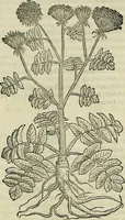 Picture 384 of 711 from Petri Andreae Matthioli Senensis serenissimi Principis Ferdinandi Archiducis Austriae & c., Medici, Commentarii secundo aucti : in libros sex Pedacii Dioscoridis Anazarbei de medica materia. Adiectis quàm plurimis plantarum, & animalium imaginibus quae in priore editione non habentur, eodem authore : his accessit eiusdem apologia adversus Amathum Lusitanum cum censura in eiusdem enarrationes (1558), leaf 497