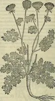 Picture 385 of 711 from Petri Andreae Matthioli Senensis serenissimi Principis Ferdinandi Archiducis Austriae & c., Medici, Commentarii secundo aucti : in libros sex Pedacii Dioscoridis Anazarbei de medica materia. Adiectis quàm plurimis plantarum, & animalium imaginibus quae in priore editione non habentur, eodem authore : his accessit eiusdem apologia adversus Amathum Lusitanum cum censura in eiusdem enarrationes (1558), leaf 497