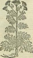 An illustration from Petri Andreae Matthioli Senensis serenissimi Principis Ferdinandi Archiducis Austriae & c., Medici, Commentarii secundo aucti : in libros sex Pedacii Dioscoridis Anazarbei de medica materia. Adiectis quàm plurimis plantarum, & animalium imaginibus quae in priore editione non habentur, eodem authore : his accessit eiusdem apologia adversus Amathum Lusitanum cum censura in eiusdem enarrationes (1558)