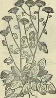 Picture 388 of 711 from Petri Andreae Matthioli Senensis serenissimi Principis Ferdinandi Archiducis Austriae & c., Medici, Commentarii secundo aucti : in libros sex Pedacii Dioscoridis Anazarbei de medica materia. Adiectis quàm plurimis plantarum, & animalium imaginibus quae in priore editione non habentur, eodem authore : his accessit eiusdem apologia adversus Amathum Lusitanum cum censura in eiusdem enarrationes (1558), leaf 498