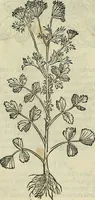 An illustration from Petri Andreae Matthioli Senensis serenissimi Principis Ferdinandi Archiducis Austriae & c., Medici, Commentarii secundo aucti : in libros sex Pedacii Dioscoridis Anazarbei de medica materia. Adiectis quàm plurimis plantarum, & animalium imaginibus quae in priore editione non habentur, eodem authore : his accessit eiusdem apologia adversus Amathum Lusitanum cum censura in eiusdem enarrationes (1558)