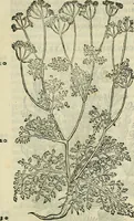 An illustration from Petri Andreae Matthioli Senensis serenissimi Principis Ferdinandi Archiducis Austriae & c., Medici, Commentarii secundo aucti : in libros sex Pedacii Dioscoridis Anazarbei de medica materia. Adiectis quàm plurimis plantarum, & animalium imaginibus quae in priore editione non habentur, eodem authore : his accessit eiusdem apologia adversus Amathum Lusitanum cum censura in eiusdem enarrationes (1558)