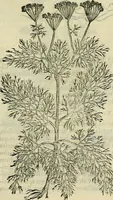 Picture 392 of 711 from Petri Andreae Matthioli Senensis serenissimi Principis Ferdinandi Archiducis Austriae & c., Medici, Commentarii secundo aucti : in libros sex Pedacii Dioscoridis Anazarbei de medica materia. Adiectis quàm plurimis plantarum, & animalium imaginibus quae in priore editione non habentur, eodem authore : his accessit eiusdem apologia adversus Amathum Lusitanum cum censura in eiusdem enarrationes (1558), leaf 500