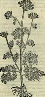 An illustration from Petri Andreae Matthioli Senensis serenissimi Principis Ferdinandi Archiducis Austriae & c., Medici, Commentarii secundo aucti : in libros sex Pedacii Dioscoridis Anazarbei de medica materia. Adiectis quàm plurimis plantarum, & animalium imaginibus quae in priore editione non habentur, eodem authore : his accessit eiusdem apologia adversus Amathum Lusitanum cum censura in eiusdem enarrationes (1558)