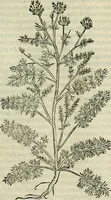 An illustration from Petri Andreae Matthioli Senensis serenissimi Principis Ferdinandi Archiducis Austriae & c., Medici, Commentarii secundo aucti : in libros sex Pedacii Dioscoridis Anazarbei de medica materia. Adiectis quàm plurimis plantarum, & animalium imaginibus quae in priore editione non habentur, eodem authore : his accessit eiusdem apologia adversus Amathum Lusitanum cum censura in eiusdem enarrationes (1558)