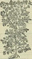 An illustration from Petri Andreae Matthioli Senensis serenissimi Principis Ferdinandi Archiducis Austriae & c., Medici, Commentarii secundo aucti : in libros sex Pedacii Dioscoridis Anazarbei de medica materia. Adiectis quàm plurimis plantarum, & animalium imaginibus quae in priore editione non habentur, eodem authore : his accessit eiusdem apologia adversus Amathum Lusitanum cum censura in eiusdem enarrationes (1558)
