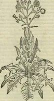 An illustration from Petri Andreae Matthioli Senensis serenissimi Principis Ferdinandi Archiducis Austriae & c., Medici, Commentarii secundo aucti : in libros sex Pedacii Dioscoridis Anazarbei de medica materia. Adiectis quàm plurimis plantarum, & animalium imaginibus quae in priore editione non habentur, eodem authore : his accessit eiusdem apologia adversus Amathum Lusitanum cum censura in eiusdem enarrationes (1558)