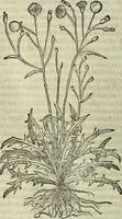 An illustration from Petri Andreae Matthioli Senensis serenissimi Principis Ferdinandi Archiducis Austriae & c., Medici, Commentarii secundo aucti : in libros sex Pedacii Dioscoridis Anazarbei de medica materia. Adiectis quàm plurimis plantarum, & animalium imaginibus quae in priore editione non habentur, eodem authore : his accessit eiusdem apologia adversus Amathum Lusitanum cum censura in eiusdem enarrationes (1558)
