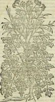 Picture 399 of 711 from Petri Andreae Matthioli Senensis serenissimi Principis Ferdinandi Archiducis Austriae & c., Medici, Commentarii secundo aucti : in libros sex Pedacii Dioscoridis Anazarbei de medica materia. Adiectis quàm plurimis plantarum, & animalium imaginibus quae in priore editione non habentur, eodem authore : his accessit eiusdem apologia adversus Amathum Lusitanum cum censura in eiusdem enarrationes (1558), leaf 506