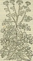 An illustration from Petri Andreae Matthioli Senensis serenissimi Principis Ferdinandi Archiducis Austriae & c., Medici, Commentarii secundo aucti : in libros sex Pedacii Dioscoridis Anazarbei de medica materia. Adiectis quàm plurimis plantarum, & animalium imaginibus quae in priore editione non habentur, eodem authore : his accessit eiusdem apologia adversus Amathum Lusitanum cum censura in eiusdem enarrationes (1558)