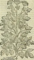 Picture 401 of 711 from Petri Andreae Matthioli Senensis serenissimi Principis Ferdinandi Archiducis Austriae & c., Medici, Commentarii secundo aucti : in libros sex Pedacii Dioscoridis Anazarbei de medica materia. Adiectis quàm plurimis plantarum, & animalium imaginibus quae in priore editione non habentur, eodem authore : his accessit eiusdem apologia adversus Amathum Lusitanum cum censura in eiusdem enarrationes (1558), leaf 506