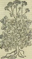 Picture 402 of 711 from Petri Andreae Matthioli Senensis serenissimi Principis Ferdinandi Archiducis Austriae & c., Medici, Commentarii secundo aucti : in libros sex Pedacii Dioscoridis Anazarbei de medica materia. Adiectis quàm plurimis plantarum, & animalium imaginibus quae in priore editione non habentur, eodem authore : his accessit eiusdem apologia adversus Amathum Lusitanum cum censura in eiusdem enarrationes (1558), leaf 508