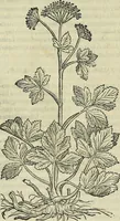 Picture 403 of 711 from Petri Andreae Matthioli Senensis serenissimi Principis Ferdinandi Archiducis Austriae & c., Medici, Commentarii secundo aucti : in libros sex Pedacii Dioscoridis Anazarbei de medica materia. Adiectis quàm plurimis plantarum, & animalium imaginibus quae in priore editione non habentur, eodem authore : his accessit eiusdem apologia adversus Amathum Lusitanum cum censura in eiusdem enarrationes (1558), leaf 509