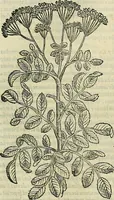 Picture 404 of 711 from Petri Andreae Matthioli Senensis serenissimi Principis Ferdinandi Archiducis Austriae & c., Medici, Commentarii secundo aucti : in libros sex Pedacii Dioscoridis Anazarbei de medica materia. Adiectis quàm plurimis plantarum, & animalium imaginibus quae in priore editione non habentur, eodem authore : his accessit eiusdem apologia adversus Amathum Lusitanum cum censura in eiusdem enarrationes (1558), leaf 510