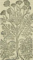 Picture 405 of 711 from Petri Andreae Matthioli Senensis serenissimi Principis Ferdinandi Archiducis Austriae & c., Medici, Commentarii secundo aucti : in libros sex Pedacii Dioscoridis Anazarbei de medica materia. Adiectis quàm plurimis plantarum, & animalium imaginibus quae in priore editione non habentur, eodem authore : his accessit eiusdem apologia adversus Amathum Lusitanum cum censura in eiusdem enarrationes (1558), leaf 511