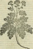 Picture 406 of 711 from Petri Andreae Matthioli Senensis serenissimi Principis Ferdinandi Archiducis Austriae & c., Medici, Commentarii secundo aucti : in libros sex Pedacii Dioscoridis Anazarbei de medica materia. Adiectis quàm plurimis plantarum, & animalium imaginibus quae in priore editione non habentur, eodem authore : his accessit eiusdem apologia adversus Amathum Lusitanum cum censura in eiusdem enarrationes (1558), leaf 512
