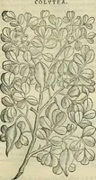 An illustration from Petri Andreae Matthioli Senensis serenissimi Principis Ferdinandi Archiducis Austriae & c., Medici, Commentarii secundo aucti : in libros sex Pedacii Dioscoridis Anazarbei de medica materia. Adiectis quàm plurimis plantarum, & animalium imaginibus quae in priore editione non habentur, eodem authore : his accessit eiusdem apologia adversus Amathum Lusitanum cum censura in eiusdem enarrationes (1558)