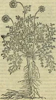 An illustration from Petri Andreae Matthioli Senensis serenissimi Principis Ferdinandi Archiducis Austriae & c., Medici, Commentarii secundo aucti : in libros sex Pedacii Dioscoridis Anazarbei de medica materia. Adiectis quàm plurimis plantarum, & animalium imaginibus quae in priore editione non habentur, eodem authore : his accessit eiusdem apologia adversus Amathum Lusitanum cum censura in eiusdem enarrationes (1558)