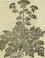 An illustration from Petri Andreae Matthioli Senensis serenissimi Principis Ferdinandi Archiducis Austriae & c., Medici, Commentarii secundo aucti : in libros sex Pedacii Dioscoridis Anazarbei de medica materia. Adiectis quàm plurimis plantarum, & animalium imaginibus quae in priore editione non habentur, eodem authore : his accessit eiusdem apologia adversus Amathum Lusitanum cum censura in eiusdem enarrationes (1558)