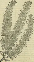 Picture 411 of 711 from Petri Andreae Matthioli Senensis serenissimi Principis Ferdinandi Archiducis Austriae & c., Medici, Commentarii secundo aucti : in libros sex Pedacii Dioscoridis Anazarbei de medica materia. Adiectis quàm plurimis plantarum, & animalium imaginibus quae in priore editione non habentur, eodem authore : his accessit eiusdem apologia adversus Amathum Lusitanum cum censura in eiusdem enarrationes (1558), leaf 516