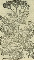 An illustration from Petri Andreae Matthioli Senensis serenissimi Principis Ferdinandi Archiducis Austriae & c., Medici, Commentarii secundo aucti : in libros sex Pedacii Dioscoridis Anazarbei de medica materia. Adiectis quàm plurimis plantarum, & animalium imaginibus quae in priore editione non habentur, eodem authore : his accessit eiusdem apologia adversus Amathum Lusitanum cum censura in eiusdem enarrationes (1558)