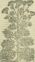Picture 413 of 711 from Petri Andreae Matthioli Senensis serenissimi Principis Ferdinandi Archiducis Austriae & c., Medici, Commentarii secundo aucti : in libros sex Pedacii Dioscoridis Anazarbei de medica materia. Adiectis quàm plurimis plantarum, & animalium imaginibus quae in priore editione non habentur, eodem authore : his accessit eiusdem apologia adversus Amathum Lusitanum cum censura in eiusdem enarrationes (1558), leaf 518