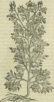 Picture 415 of 711 from Petri Andreae Matthioli Senensis serenissimi Principis Ferdinandi Archiducis Austriae & c., Medici, Commentarii secundo aucti : in libros sex Pedacii Dioscoridis Anazarbei de medica materia. Adiectis quàm plurimis plantarum, & animalium imaginibus quae in priore editione non habentur, eodem authore : his accessit eiusdem apologia adversus Amathum Lusitanum cum censura in eiusdem enarrationes (1558), leaf 520
