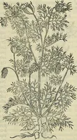 An illustration from Petri Andreae Matthioli Senensis serenissimi Principis Ferdinandi Archiducis Austriae & c., Medici, Commentarii secundo aucti : in libros sex Pedacii Dioscoridis Anazarbei de medica materia. Adiectis quàm plurimis plantarum, & animalium imaginibus quae in priore editione non habentur, eodem authore : his accessit eiusdem apologia adversus Amathum Lusitanum cum censura in eiusdem enarrationes (1558)