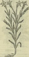 An illustration from Petri Andreae Matthioli Senensis serenissimi Principis Ferdinandi Archiducis Austriae & c., Medici, Commentarii secundo aucti : in libros sex Pedacii Dioscoridis Anazarbei de medica materia. Adiectis quàm plurimis plantarum, & animalium imaginibus quae in priore editione non habentur, eodem authore : his accessit eiusdem apologia adversus Amathum Lusitanum cum censura in eiusdem enarrationes (1558)