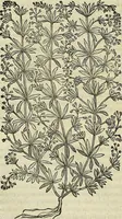 An illustration from Petri Andreae Matthioli Senensis serenissimi Principis Ferdinandi Archiducis Austriae & c., Medici, Commentarii secundo aucti : in libros sex Pedacii Dioscoridis Anazarbei de medica materia. Adiectis quàm plurimis plantarum, & animalium imaginibus quae in priore editione non habentur, eodem authore : his accessit eiusdem apologia adversus Amathum Lusitanum cum censura in eiusdem enarrationes (1558)