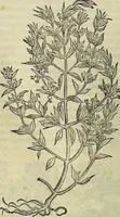An illustration from Petri Andreae Matthioli Senensis serenissimi Principis Ferdinandi Archiducis Austriae & c., Medici, Commentarii secundo aucti : in libros sex Pedacii Dioscoridis Anazarbei de medica materia. Adiectis quàm plurimis plantarum, & animalium imaginibus quae in priore editione non habentur, eodem authore : his accessit eiusdem apologia adversus Amathum Lusitanum cum censura in eiusdem enarrationes (1558)