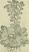 An illustration from Petri Andreae Matthioli Senensis serenissimi Principis Ferdinandi Archiducis Austriae & c., Medici, Commentarii secundo aucti : in libros sex Pedacii Dioscoridis Anazarbei de medica materia. Adiectis quàm plurimis plantarum, & animalium imaginibus quae in priore editione non habentur, eodem authore : his accessit eiusdem apologia adversus Amathum Lusitanum cum censura in eiusdem enarrationes (1558)