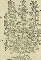 An illustration from Petri Andreae Matthioli Senensis serenissimi Principis Ferdinandi Archiducis Austriae & c., Medici, Commentarii secundo aucti : in libros sex Pedacii Dioscoridis Anazarbei de medica materia. Adiectis quàm plurimis plantarum, & animalium imaginibus quae in priore editione non habentur, eodem authore : his accessit eiusdem apologia adversus Amathum Lusitanum cum censura in eiusdem enarrationes (1558)