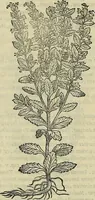 Picture 425 of 711 from Petri Andreae Matthioli Senensis serenissimi Principis Ferdinandi Archiducis Austriae & c., Medici, Commentarii secundo aucti : in libros sex Pedacii Dioscoridis Anazarbei de medica materia. Adiectis quàm plurimis plantarum, & animalium imaginibus quae in priore editione non habentur, eodem authore : his accessit eiusdem apologia adversus Amathum Lusitanum cum censura in eiusdem enarrationes (1558), leaf 535