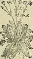 Picture 426 of 711 from Petri Andreae Matthioli Senensis serenissimi Principis Ferdinandi Archiducis Austriae & c., Medici, Commentarii secundo aucti : in libros sex Pedacii Dioscoridis Anazarbei de medica materia. Adiectis quàm plurimis plantarum, & animalium imaginibus quae in priore editione non habentur, eodem authore : his accessit eiusdem apologia adversus Amathum Lusitanum cum censura in eiusdem enarrationes (1558), leaf 536