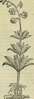 An illustration from Petri Andreae Matthioli Senensis serenissimi Principis Ferdinandi Archiducis Austriae & c., Medici, Commentarii secundo aucti : in libros sex Pedacii Dioscoridis Anazarbei de medica materia. Adiectis quàm plurimis plantarum, & animalium imaginibus quae in priore editione non habentur, eodem authore : his accessit eiusdem apologia adversus Amathum Lusitanum cum censura in eiusdem enarrationes (1558)