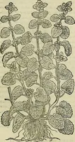Picture 429 of 711 from Petri Andreae Matthioli Senensis serenissimi Principis Ferdinandi Archiducis Austriae & c., Medici, Commentarii secundo aucti : in libros sex Pedacii Dioscoridis Anazarbei de medica materia. Adiectis quàm plurimis plantarum, & animalium imaginibus quae in priore editione non habentur, eodem authore : his accessit eiusdem apologia adversus Amathum Lusitanum cum censura in eiusdem enarrationes (1558), leaf 538